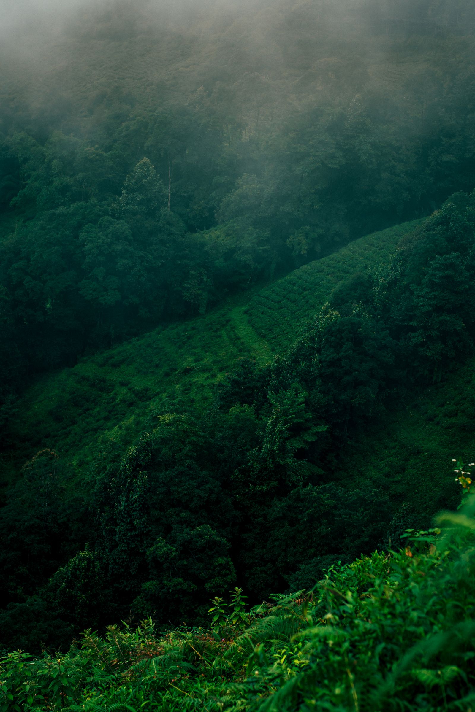 A dark tea plantation hillside disappearing into low cloud